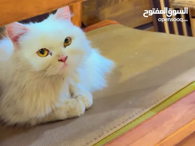 قطة شيرازي بيضاء – نظيفة ومطعّمة