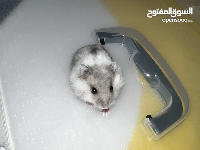 5 weeks old hamsters (Campbell Dwarf Type) for adoption