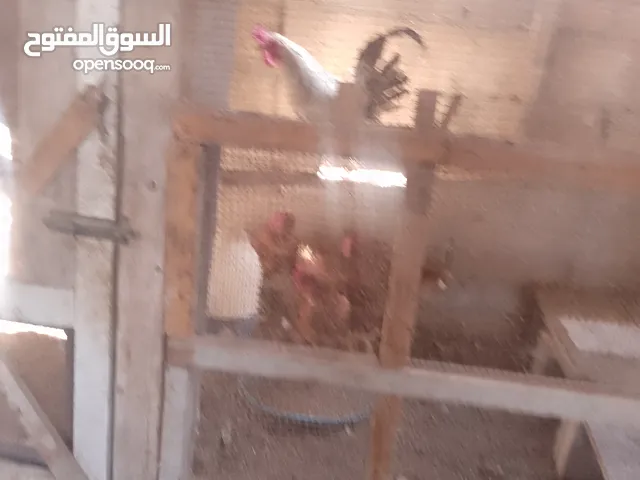 خمس جاجات وديك نخب بياضات