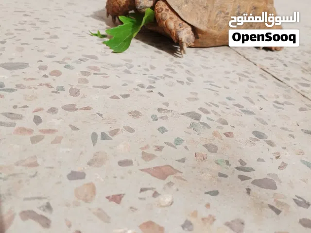 سلاحف للبيع