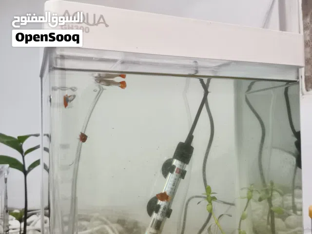 اسماك زينه