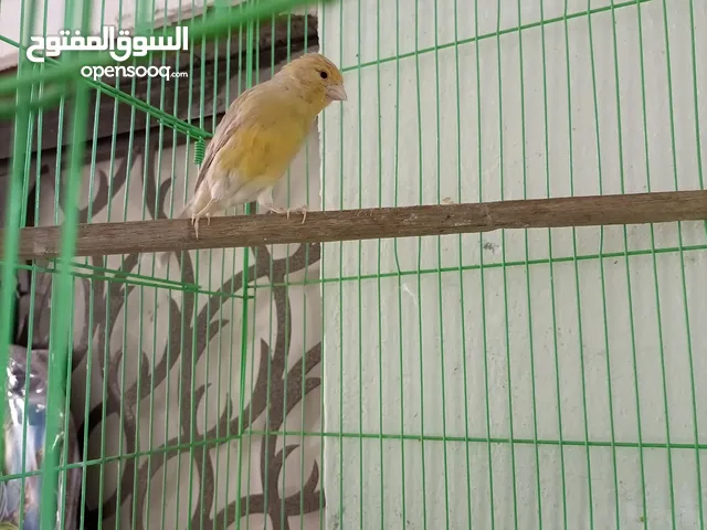نثية كناري