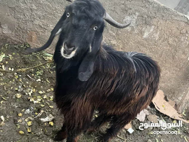 عنزتين وتيس للبيع