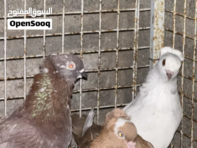 حمام بحريني للبيع