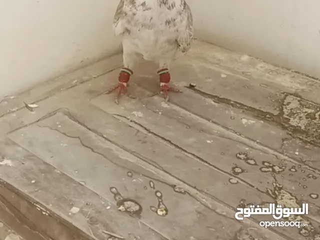 ذكر حمام فحل بصلات على نبي فحل جامد للبيع بسعر لقطه تواصل على خاص