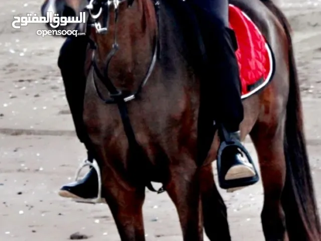 حصان فحل عربي جميل