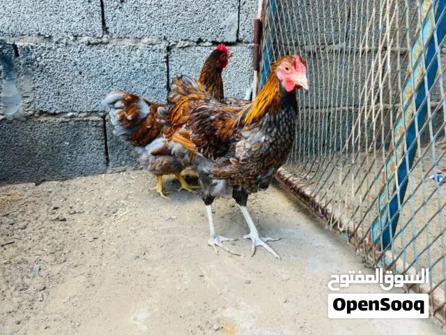 كوبي وندات بلو العمر 5 اشهر ونص