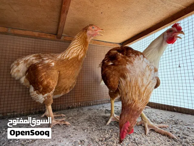 دجاج لوهمان للبيع