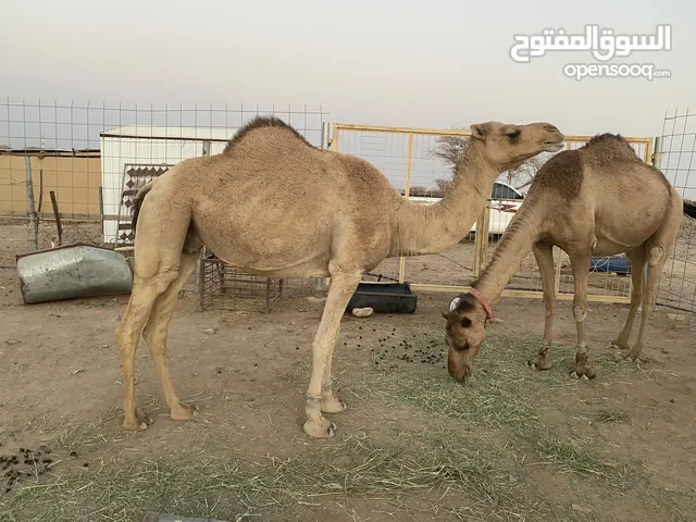 للبيع ناقة مدني