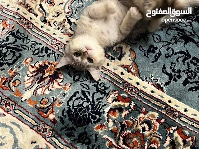 قطط للتبني
