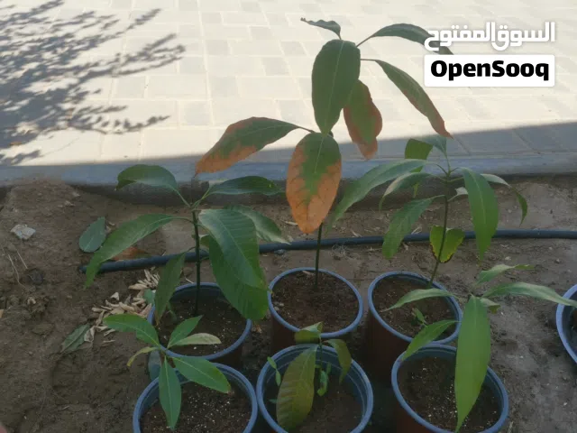 للبيع شتلات مانجو