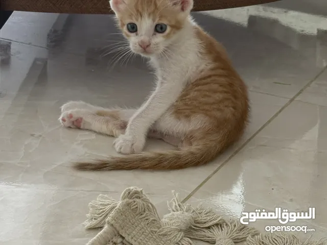 قط ذكر بعمر شهر (تبي للعلاج )