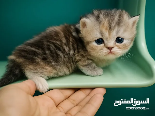 قطط للبيع العمر شهر ونص