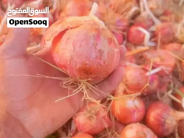 بصل احمر يمني حضرمي رقم واحد حجم كبير وعمر طويل ونكهة غنية