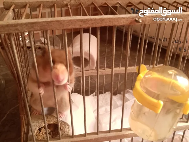 هامستر للبيع مولف الانسان