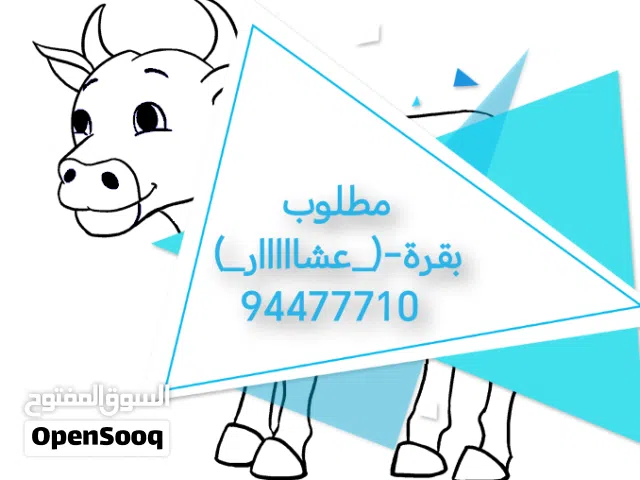 مطلوب بقرة عشار بارخص سعر التواصل مع الرقم الي في الصورة