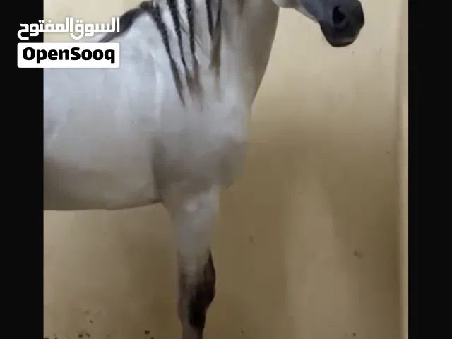 فحل عربي اصيل