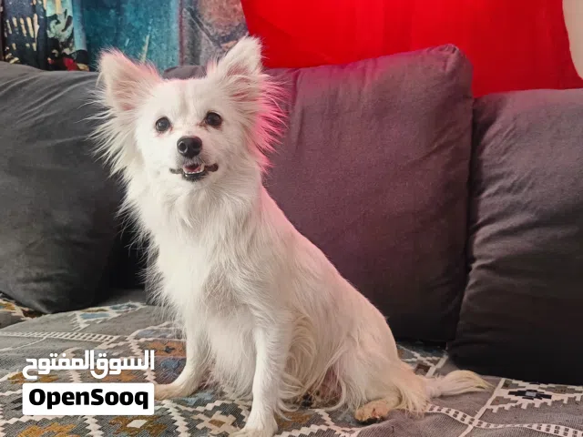 انثى منتجة حنينة جدا