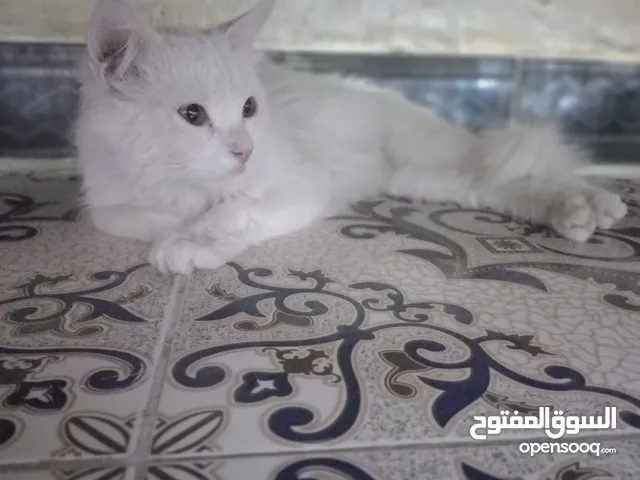 قط شيرازي ابيض