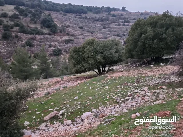 ثلاث دنمات و 638 متر بإطلالة مرعبة وسعر مميز في عجلون / عنجرة