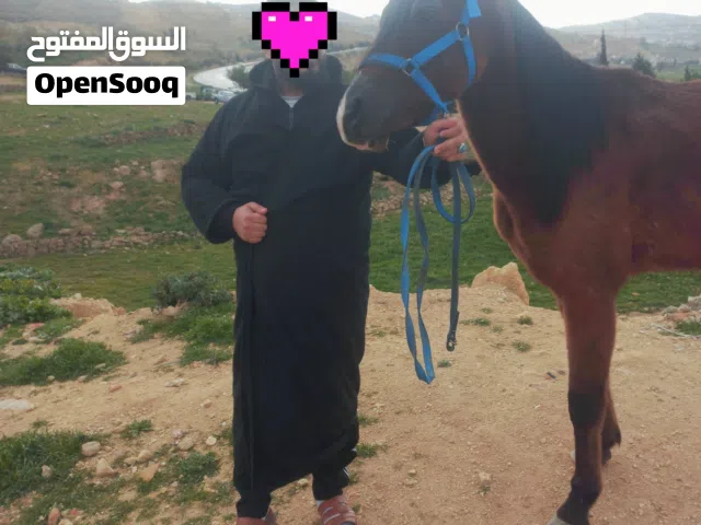 مور عربي جاهز للتسجيل العمر سنه وعشر شهور الزرقاء الرقم بل وصف