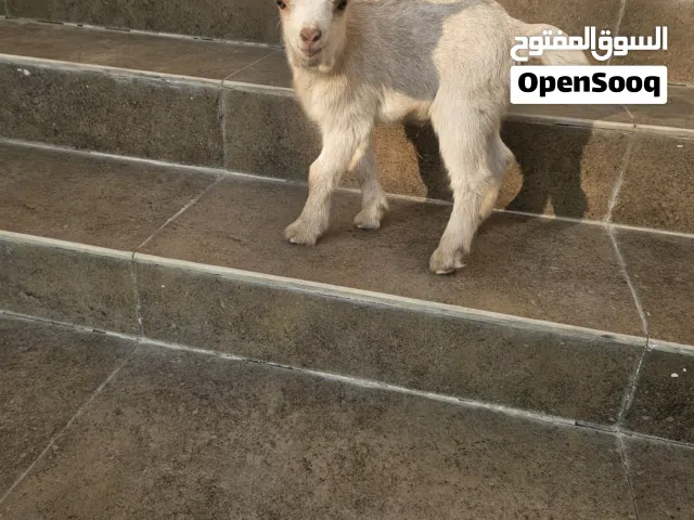 بقمي القزم  النوع:مطور بلجيكي على أمريكي العمر :10ايام  اللون :كريمي ملاحظات: متعود على المرضاعة