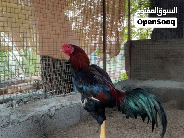 ديك سندي للبيع او البدل بما يناسب