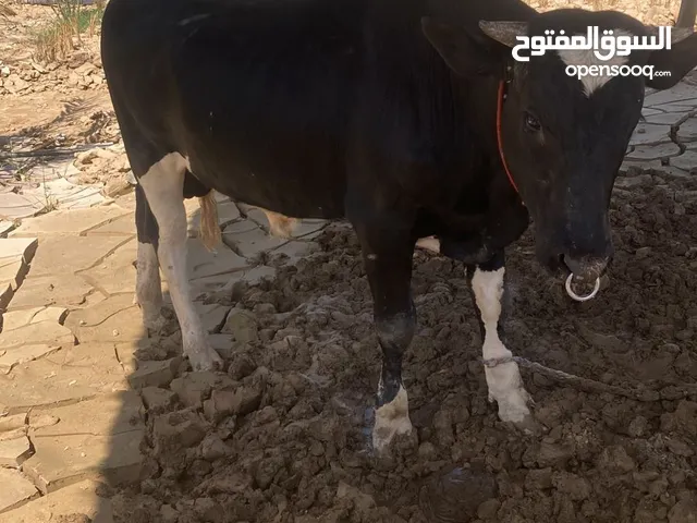 عيل نمساوي  قابل ‏ ‏تفاوض