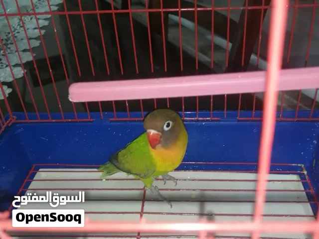 جوز فيشر بروسوناتا محجلات تحتيهم بيض قابل للبدل عكوكتيل شغال