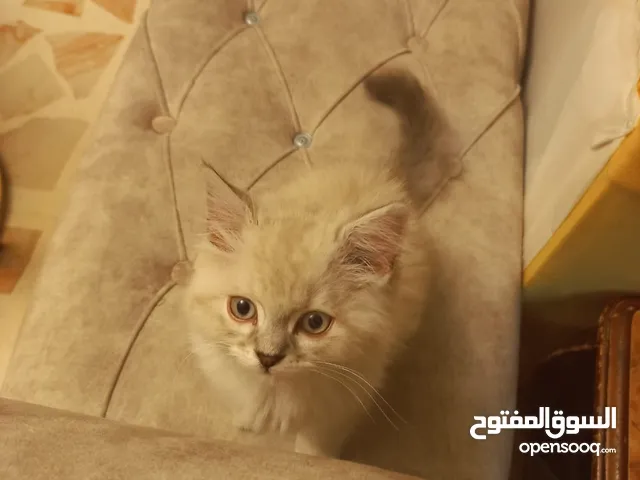 قط هملايا للبيع