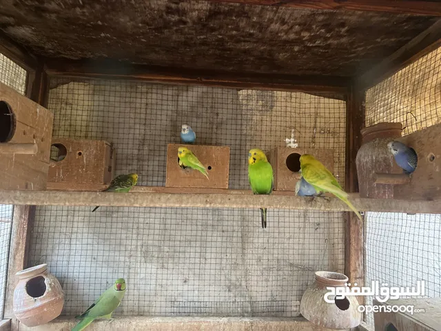 عصافير بادجي وببغاء دره