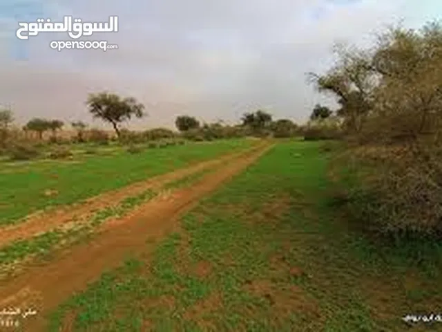 110 دنم دبر علا كبد محاطة ب اشجار النخيل