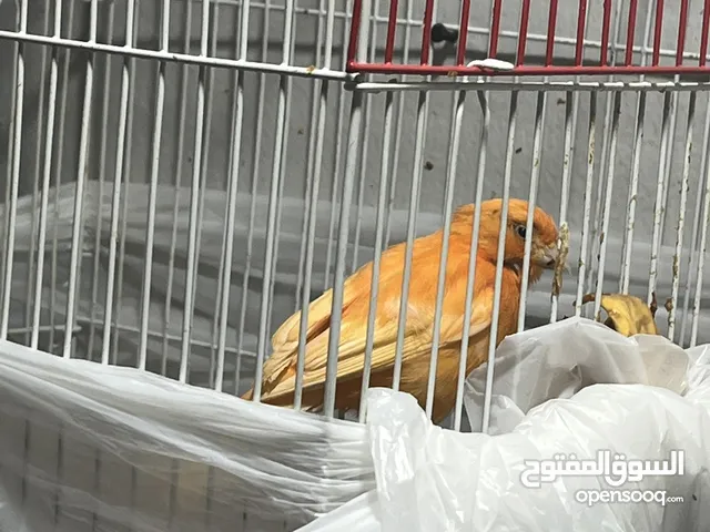 كناري للبيع