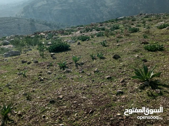 مطلوب ممول مشروع تسمين ابقار