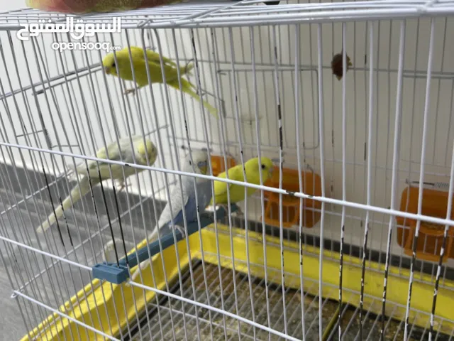 طيور بقالينو