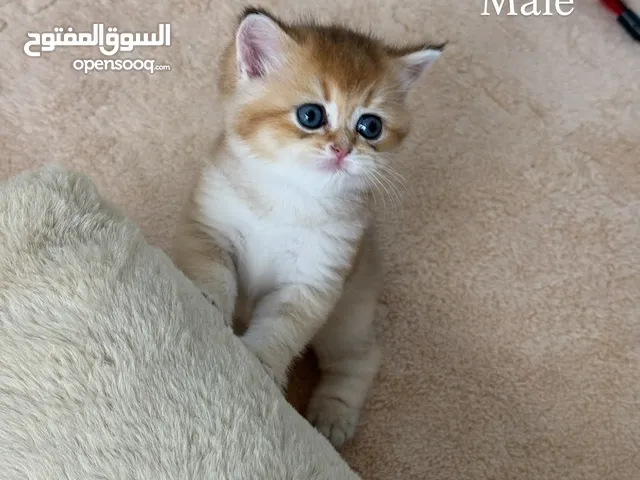 British shorthair gold
