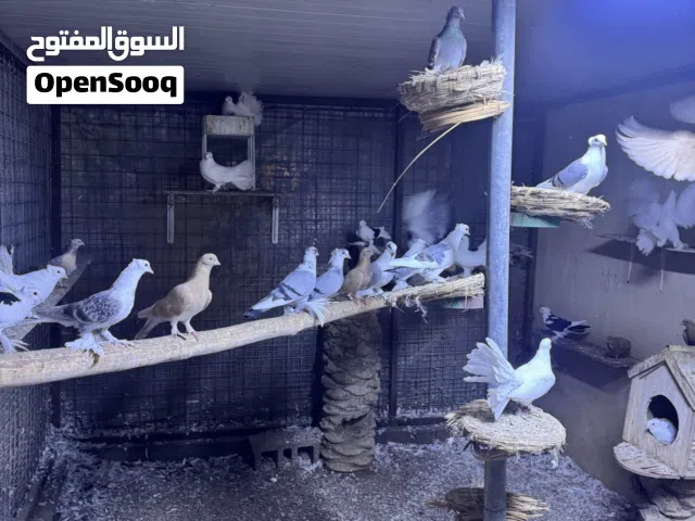 حمام زبنه للبيع