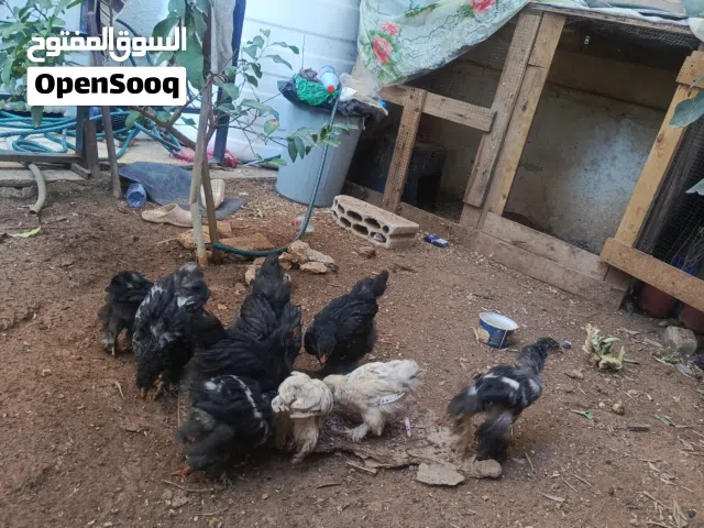 6ديوك براهمي جامبو جاج براهيمي... مش الي بصوره الديوك والجاج اكبر كثير الي بدو ببعثلي واتس ببعثلو