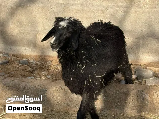 حمله عمانيه
