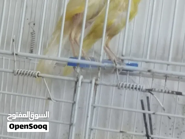 كنار للبيع