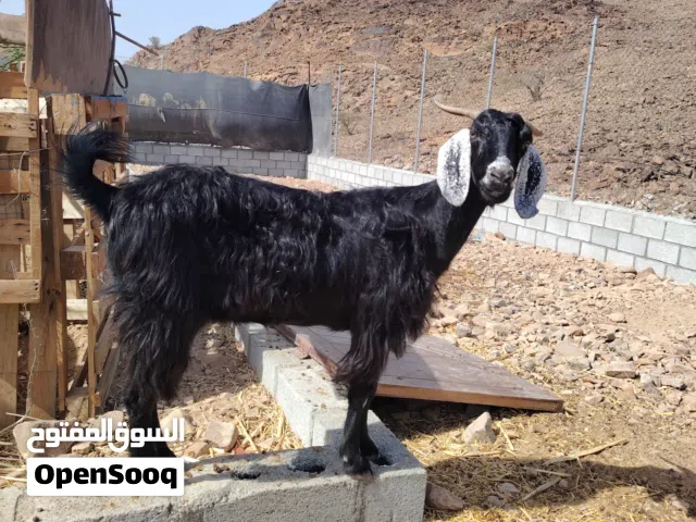 الموقع  بركه الموز