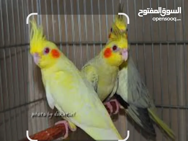 طائر كوكتيل ذكر لون اصفر للبدل على ذكر لون اخر بحيث يكون بصحة جيدة وعمر لا يقل عن 6 شهور