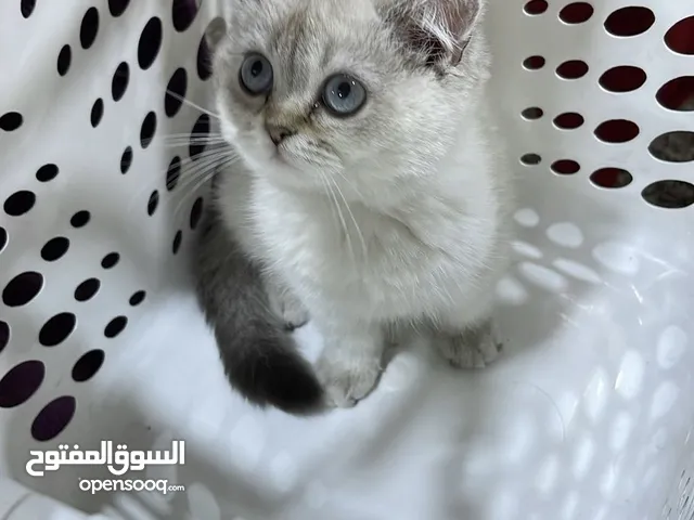 قطة إسكتلندي فولد