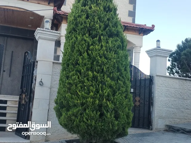 سواره فضه اصلي عليها حجر كريم للببع 25 د