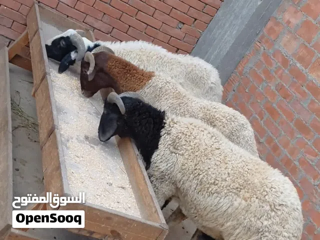 3خرفان لحم للعيد