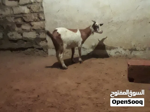 عناق كرديه علي بدل عشره تلاته شهور