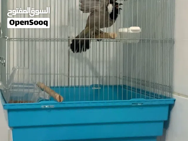 بلبل ربوه هدد وتغريد