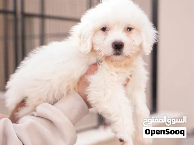 for a cute and loving companion? We have a beautiful Maltese mix puppy ready for a new home!