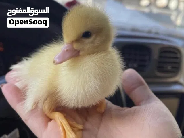 صيصان بطه اليف