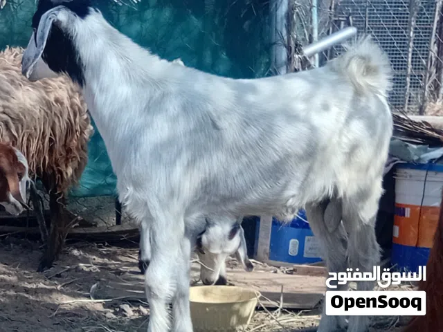 للبيع ذبايح 3 روس